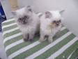 Pedigree Colourpoint Persian Kittens