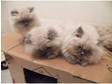 adorable colourpoint persian kittens