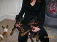2 PUPPIES for sale,  Dog,  Dobermann,  black and tan, ....