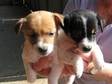 2 JACK russell puppies remainig due to time wasters....