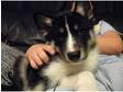 Beautiful KC Registered Husky 8wks old left due to Time Waster :(
