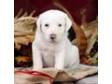 Great Pyrenese Mix puppies for sale Great Pyrenese Mix....