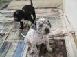 3/4 DALMATIAN cross puppies. Black with white markings &....