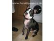 10 MONTH Old Staffordshire Bull Terrier £200Loving and....