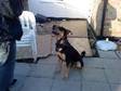 ROTTI X lab 1 year old good with kids and other dogs....
