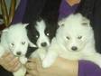 Siberian husky puppies,  2 pure white,  4 black/white....