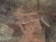 1 Adult Female Leopard Gecko for Sale